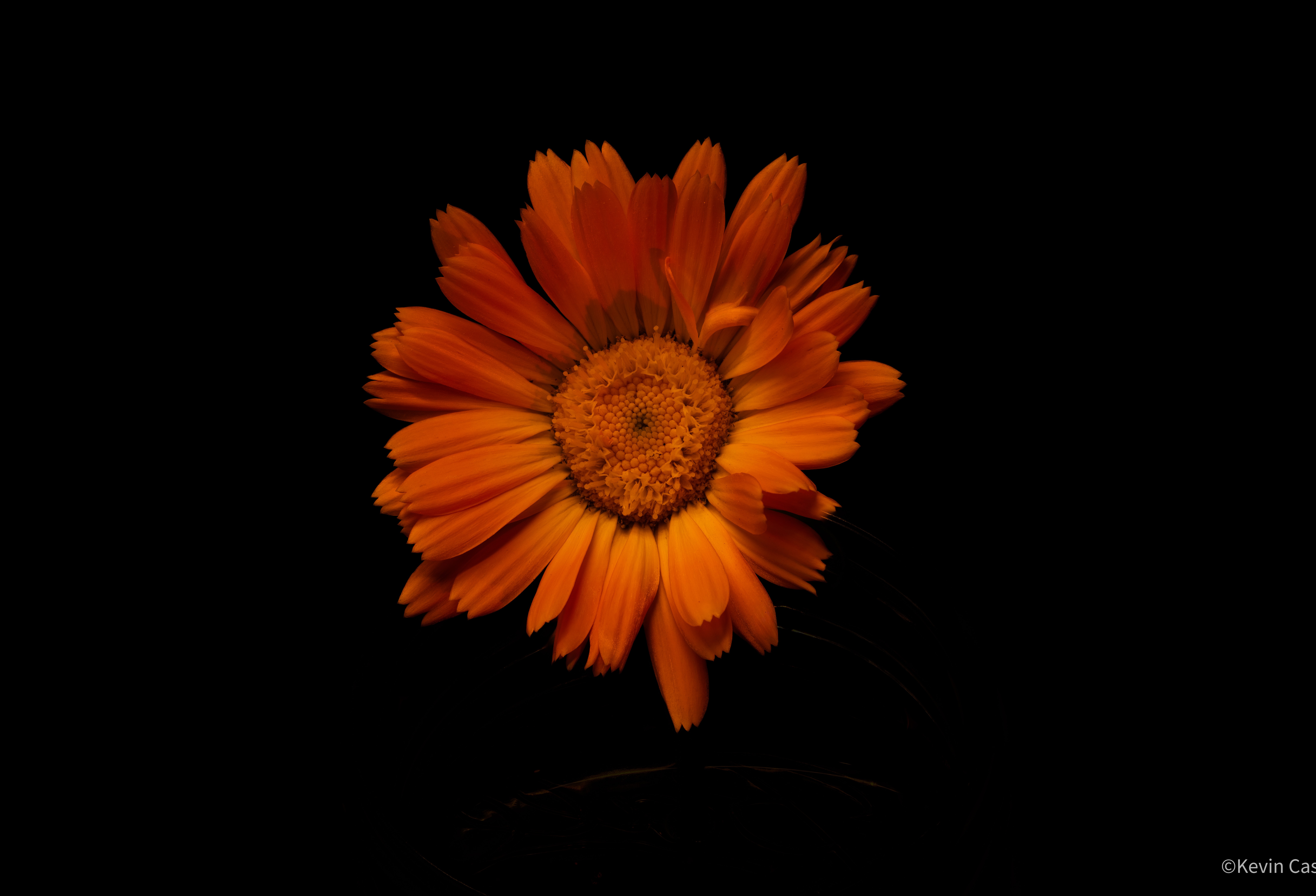 Calendula