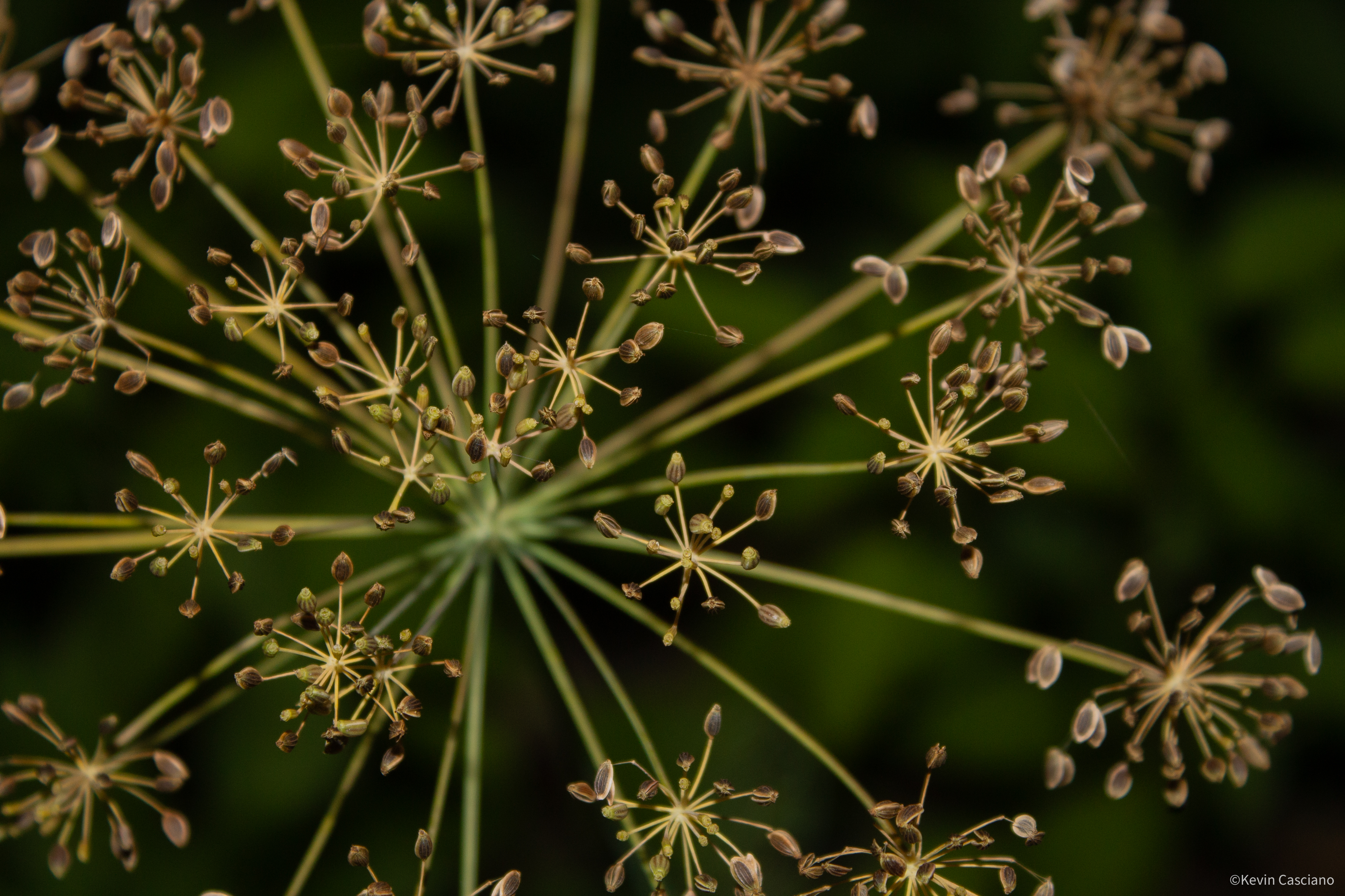 Urban Ecology photograph 3