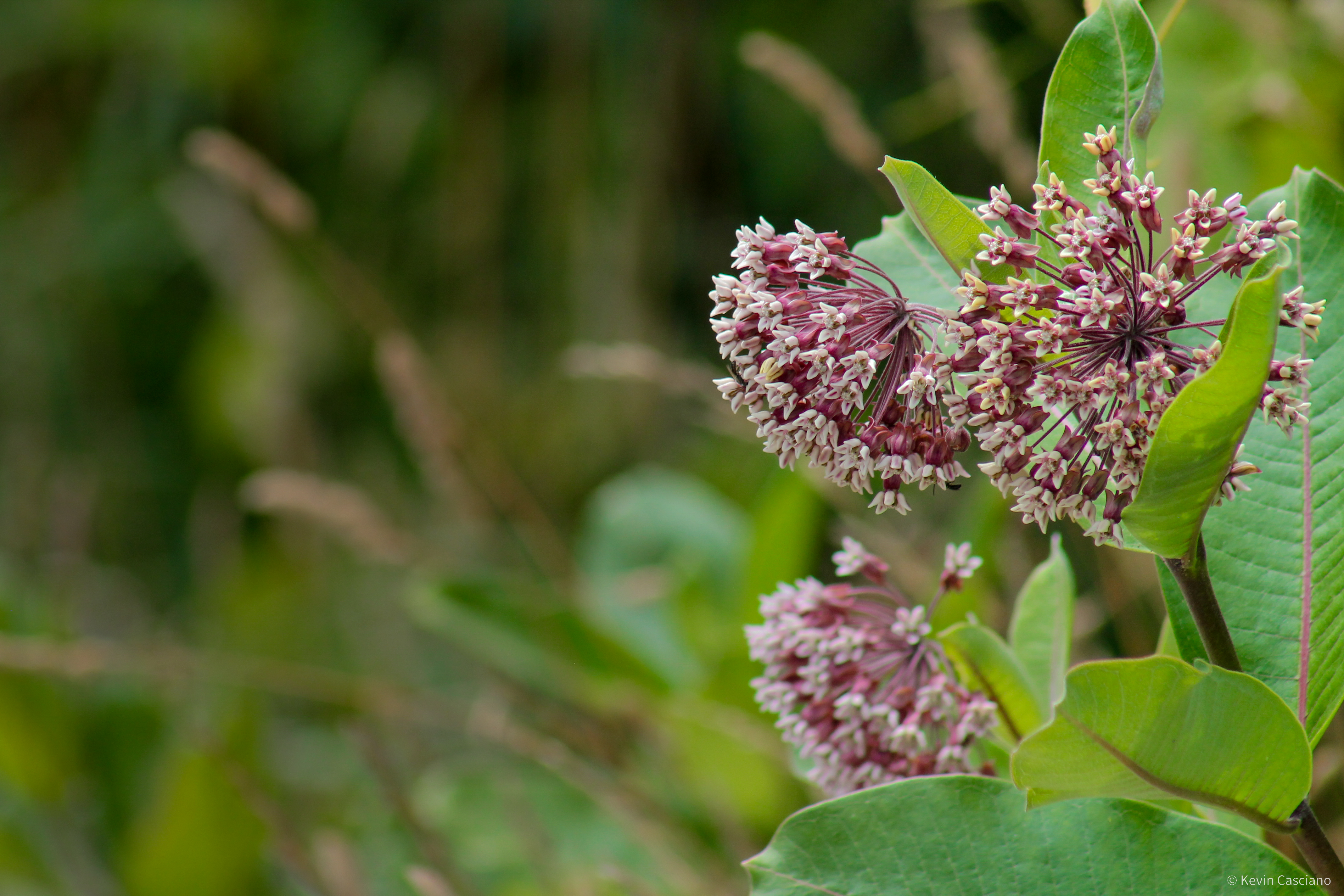 Urban Ecology photograph 5