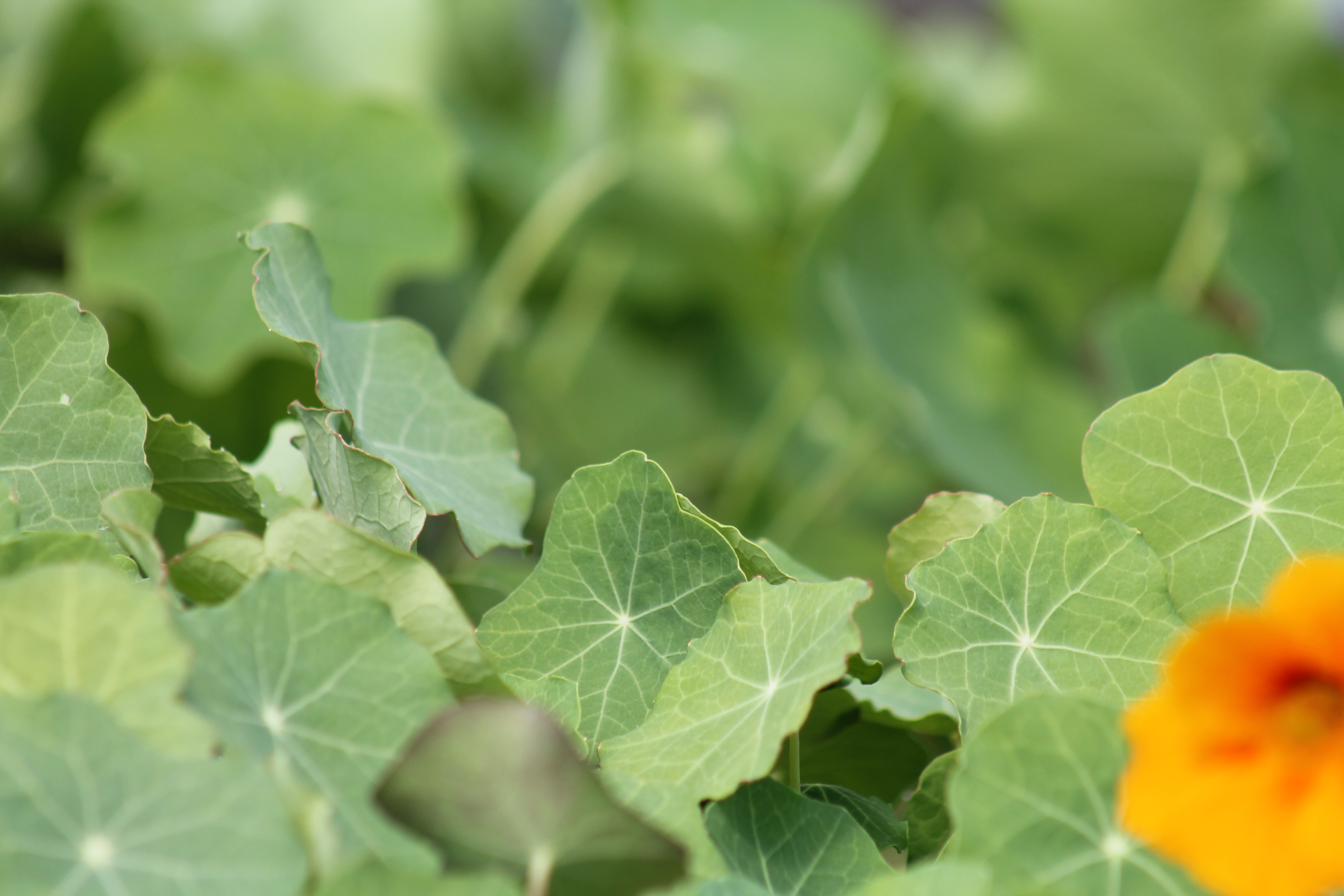 Urban Ecology photograph 6